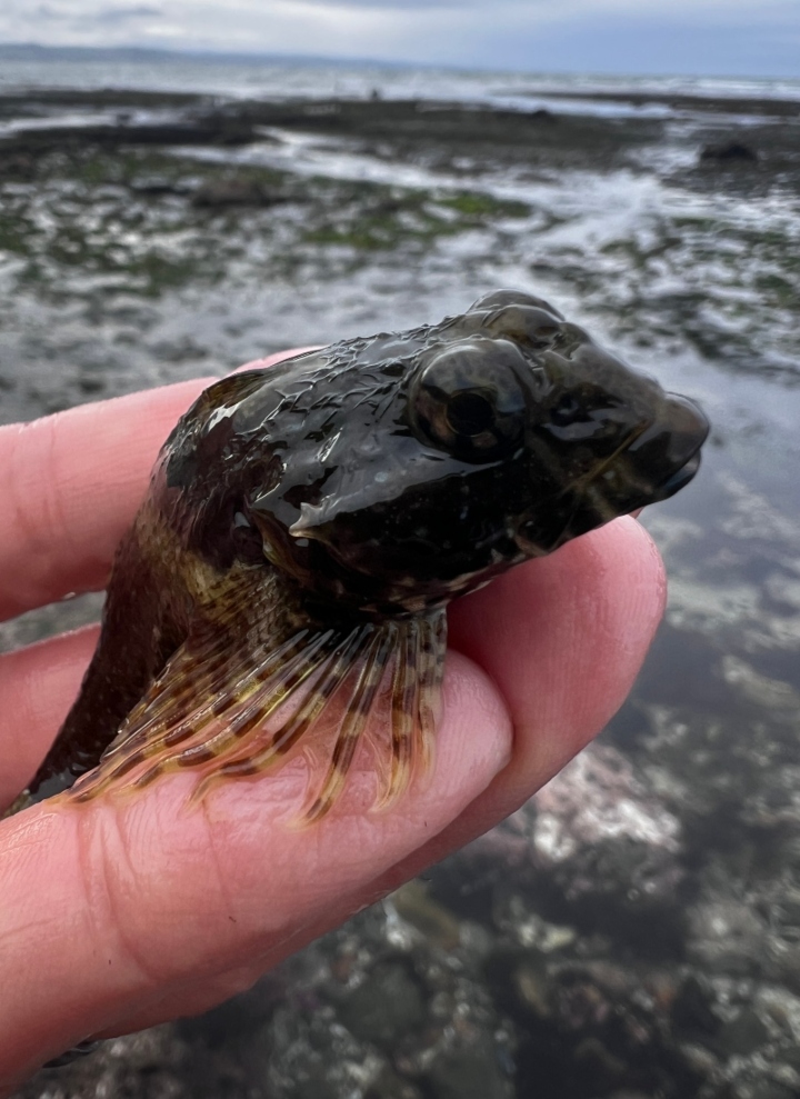 Woolly Sculpin